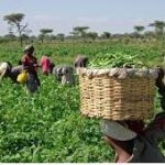 Agric 1